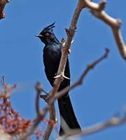 Picture/image of Phainopepla