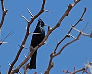 Picture/image of Phainopepla