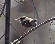 Picture/image of Bewick's Wren
