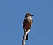 Picture/image of Say's Phoebe
