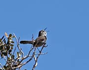 Picture/image of Bewick's Wren