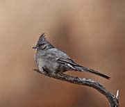 Picture/image of Phainopepla