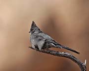 Picture/image of Phainopepla