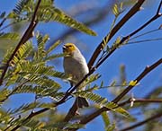 Picture/image of Verdin
