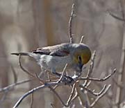 Picture/image of Verdin