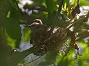 Picture/image of Costa's Hummingbird
