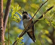 Picture/image of Rufous Hummingbird