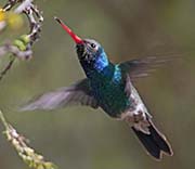 Picture/image of Broad-billed Hummingbird