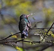 Picture/image of Broad-billed Hummingbird