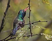 Picture/image of Broad-billed Hummingbird