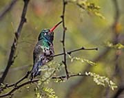Picture/image of Broad-billed Hummingbird