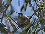 Picture/image of Costa's Hummingbird
