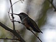 Picture/image of Rufous Hummingbird