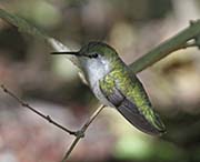 Picture/image of Costa's Hummingbird