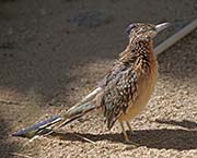 Picture/image of Greater Roadrunner
