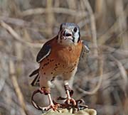 Picture/image of American Kestrel