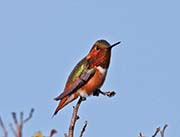 Picture/image of Allen's Hummingbird