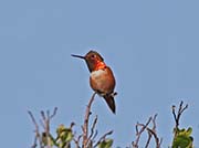 Picture/image of Allen's Hummingbird