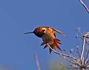 Picture/image of Allen's Hummingbird