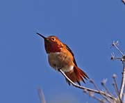 Picture/image of Allen's Hummingbird