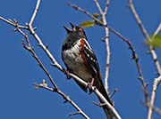 Picture/image of Spotted Towhee