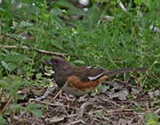 Picture/image of Eastern Towhee