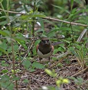 Picture/image of Eastern Towhee