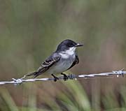 Picture/image of Eastern Kingbird