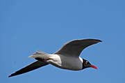 Picture/image of Laughing Gull