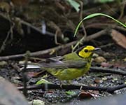 Picture/image of Hooded Warbler