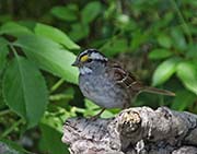 Picture/image of White-throated Sparrow