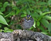 Picture/image of White-throated Sparrow