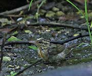 Picture/image of Worm-eating Warbler