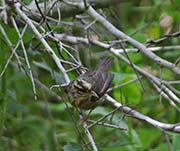 Picture/image of Worm-eating Warbler