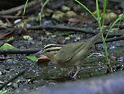 Picture/image of Worm-eating Warbler