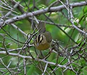 Picture/image of Worm-eating Warbler
