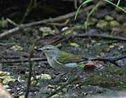 Picture/image of Tennessee Warbler