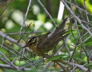 Picture/image of Worm-eating Warbler