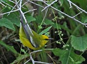Picture/image of Blue-winged Warbler
