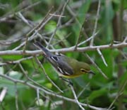 Picture/image of Yellow-throated Vireo