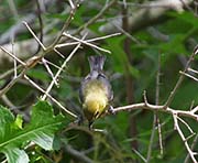 Picture/image of Yellow-throated Vireo