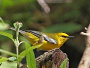 Blue-winged Warbler