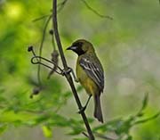 Picture/image of Hooded Oriole