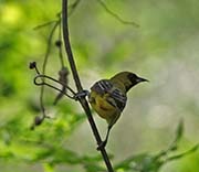Picture/image of Hooded Oriole