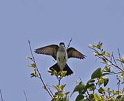 Picture/image of Eastern Kingbird