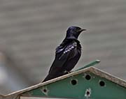 Purple Martin
