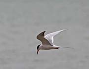 Picture/image of Common Tern