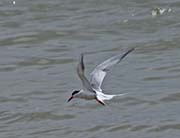 Picture/image of Common Tern