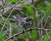 Picture/image of Yellow-rumped Myrtle Warbler