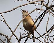 Picture/image of Carolina Wren